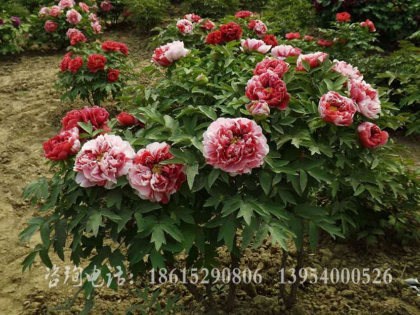 點擊查看詳細信息<br>標題：復色牡丹 閱讀次數：1753