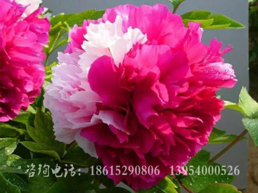 點擊查看詳細信息<br>標題：二喬獻彩 閱讀次數：1760