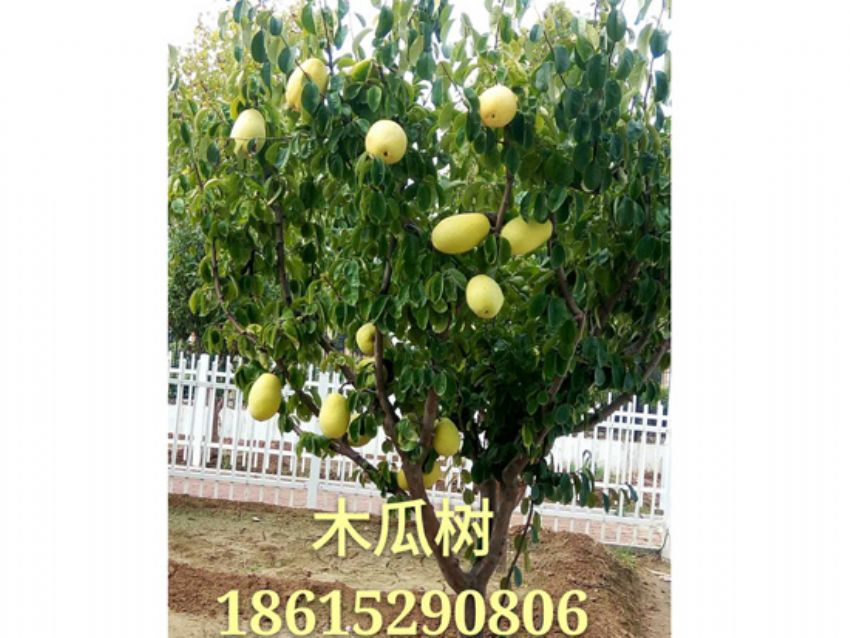 點(diǎn)擊查看詳細(xì)信息<br>標(biāo)題：木瓜樹 閱讀次數(shù)：1306