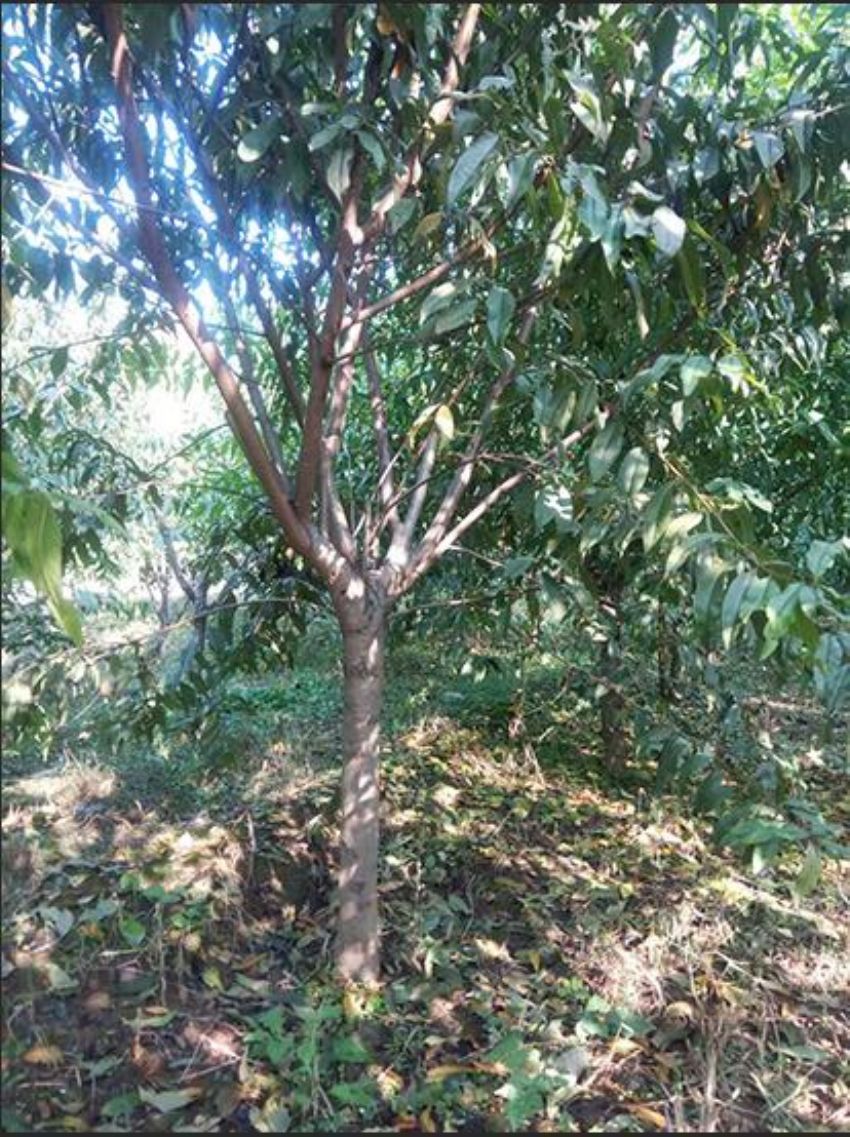 點擊查看詳細信息<br>標題：碧桃 閱讀次數：1054