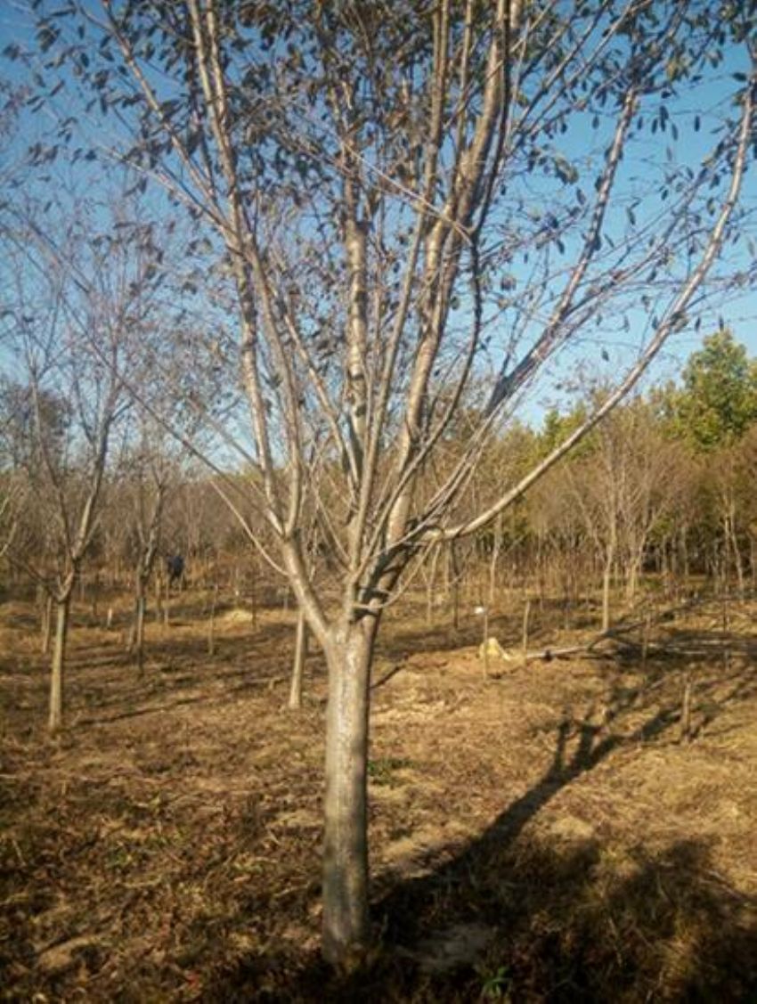 點擊查看詳細信息<br>標題：櫻花 閱讀次數：1060