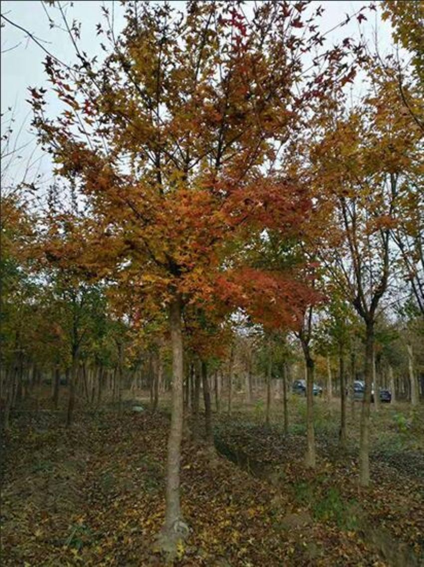 點(diǎn)擊查看詳細(xì)信息<br>標(biāo)題：五角楓 閱讀次數(shù)：1024