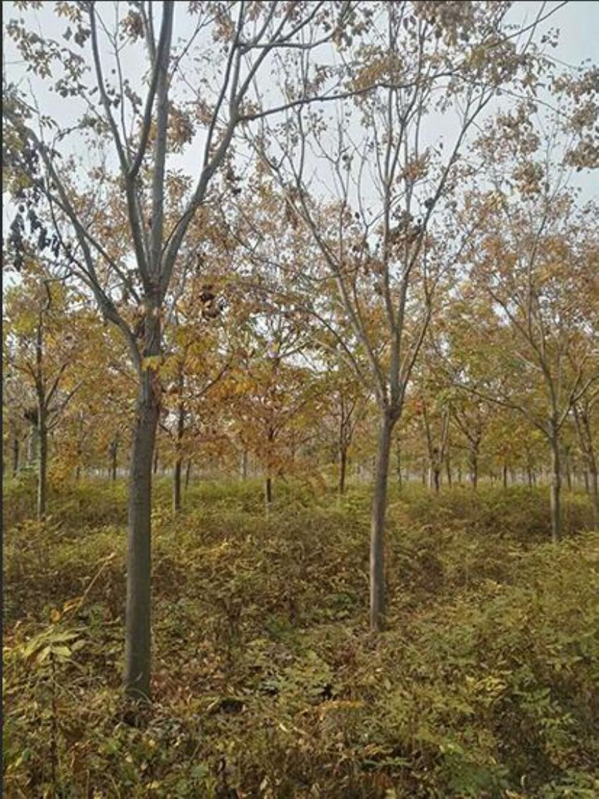 點擊查看詳細信息<br>標題：欒樹 閱讀次數：1431