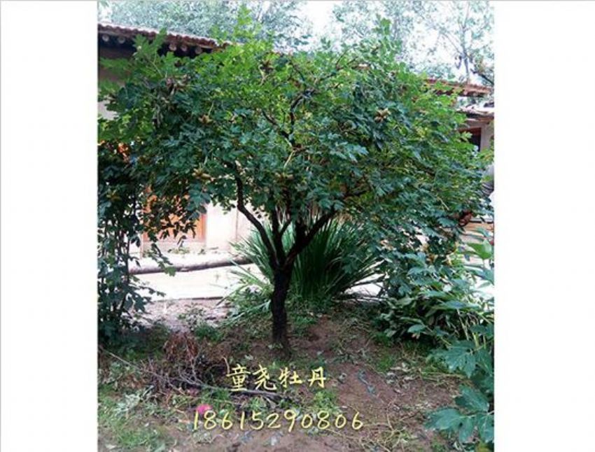點擊查看詳細信息<br>標題：牡丹樹 閱讀次數(shù)：1453