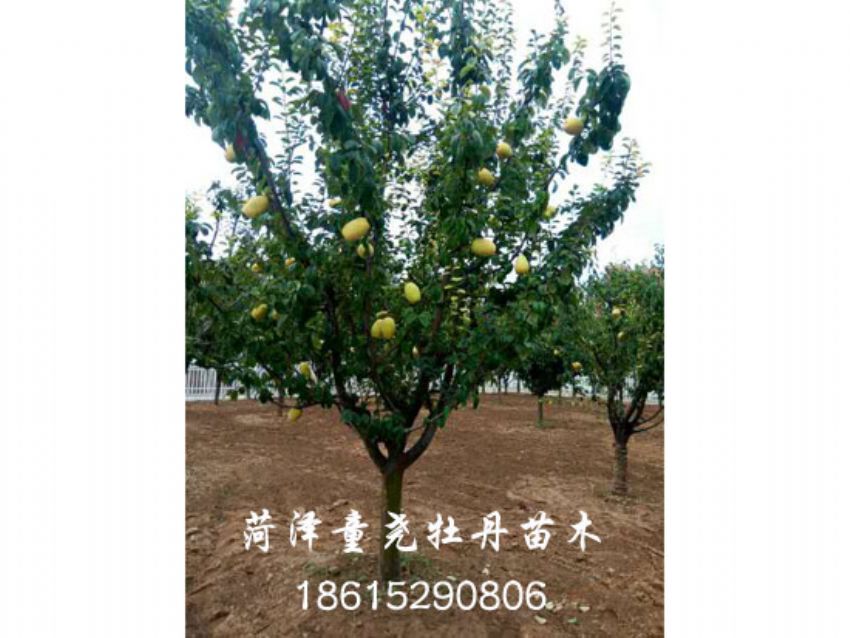 點(diǎn)擊查看詳細(xì)信息<br>標(biāo)題：木瓜樹 閱讀次數(shù)：1332