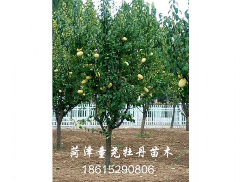 點(diǎn)擊查看詳細(xì)信息<br>標(biāo)題：木瓜樹 閱讀次數(shù)：1658