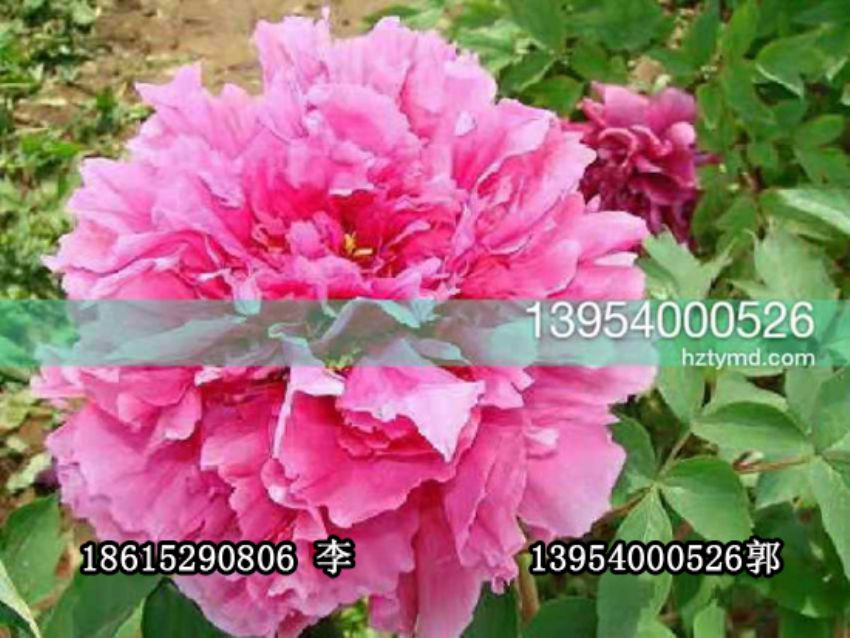 點擊查看詳細信息<br>標題：盆栽催花牡丹 閱讀次數：1236
