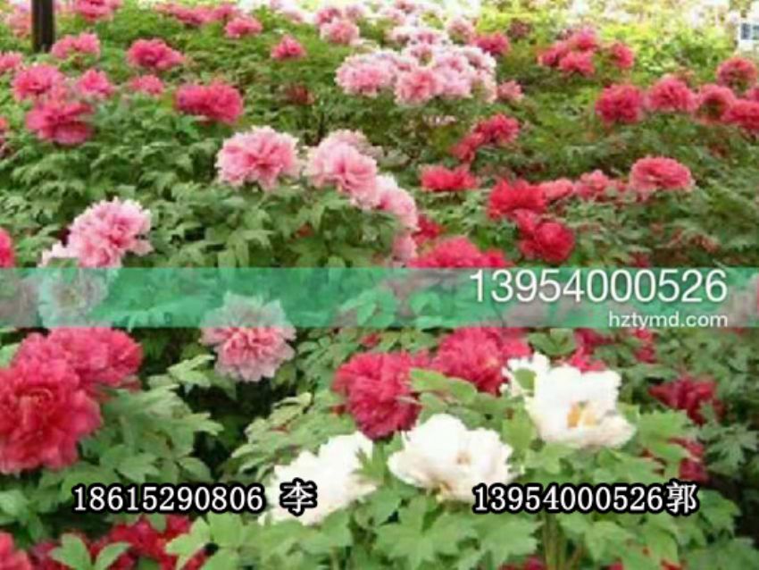 點擊查看詳細信息<br>標題：盆栽催花牡丹 閱讀次數：1194