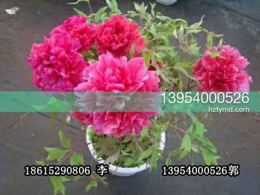 點擊查看詳細信息<br>標題：盆栽催花牡丹 閱讀次數：1178