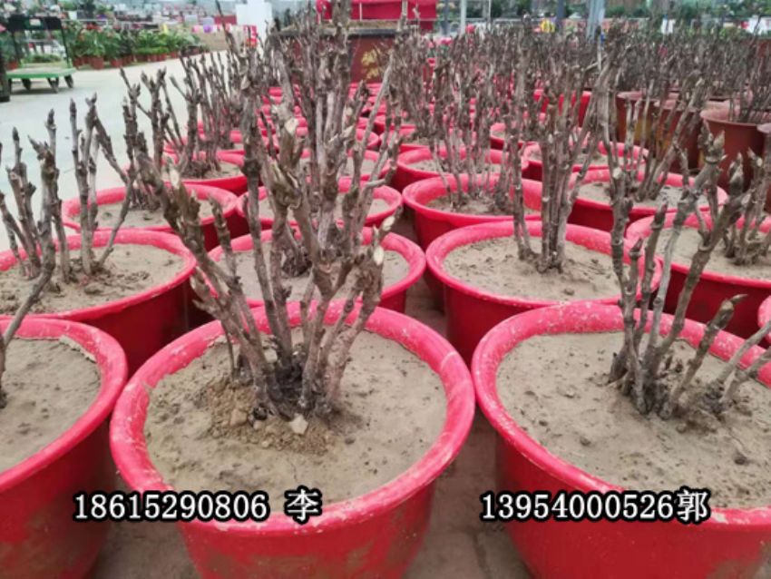 點擊查看詳細信息<br>標題：盆栽催花牡丹 閱讀次數：1167