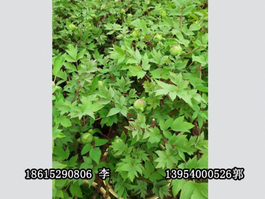 點擊查看詳細信息<br>標題：盆栽催花牡丹 閱讀次數：1256