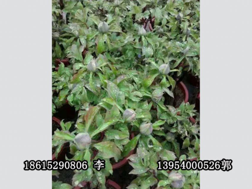 點擊查看詳細信息<br>標題：盆栽催花牡丹 閱讀次數(shù)：1020