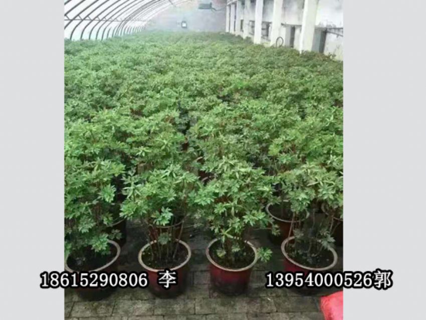 點擊查看詳細信息<br>標題：盆栽催花牡丹 閱讀次數(shù)：994