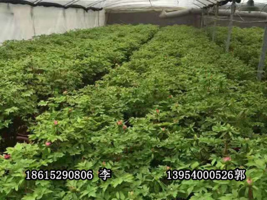 點擊查看詳細信息<br>標題：盆栽催花牡丹 閱讀次數：1182