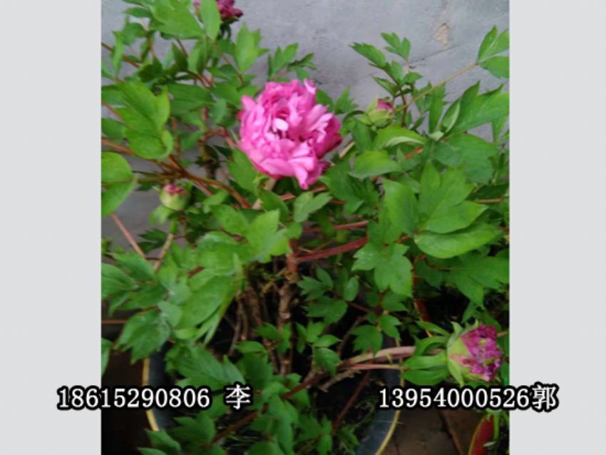 點擊查看詳細信息<br>標題：盆栽催花牡丹 閱讀次數：1252