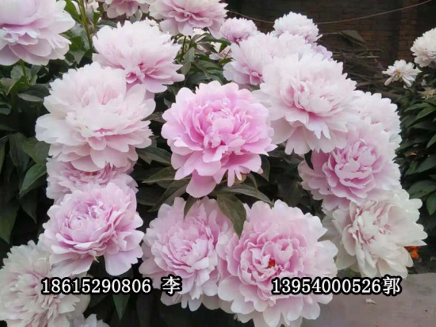 點擊查看詳細信息<br>標題：盆栽催花牡丹 閱讀次數：1264