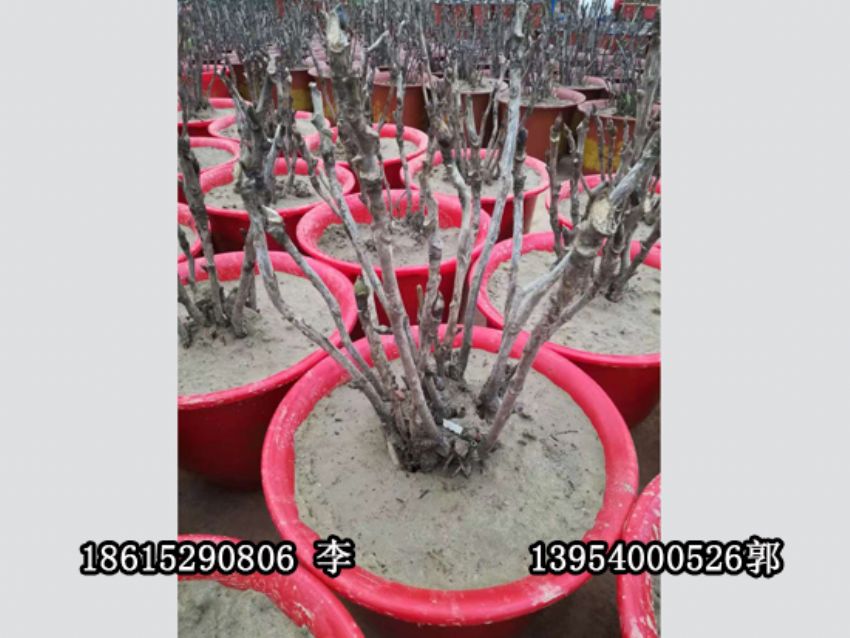 點擊查看詳細信息<br>標題：盆栽催花牡丹 閱讀次數：1296