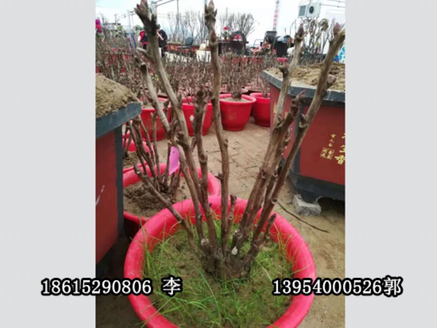 點擊查看詳細信息<br>標題：盆栽催花牡丹 閱讀次數：1244