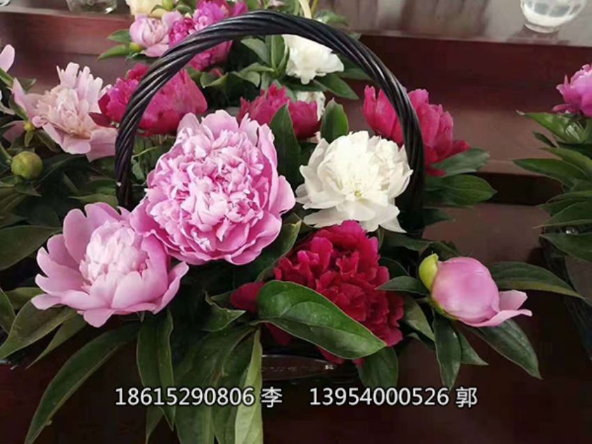 點擊查看詳細信息<br>標題：芍藥鮮切花 閱讀次數：1360