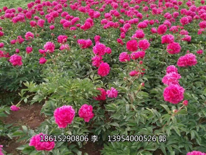 點擊查看詳細信息<br>標題：芍藥鮮切花 閱讀次數：1254