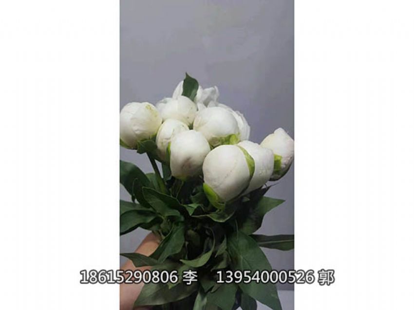 點擊查看詳細信息<br>標題：芍藥鮮切花 閱讀次數：908