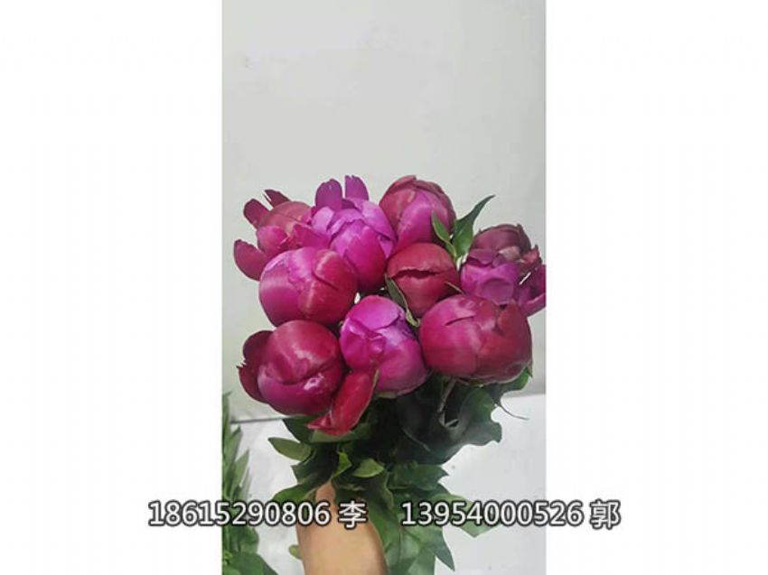 點擊查看詳細信息<br>標題：芍藥鮮切花 閱讀次數：869