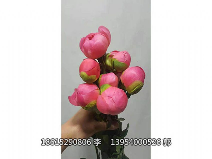 點擊查看詳細信息<br>標題：芍藥鮮切花 閱讀次數：936