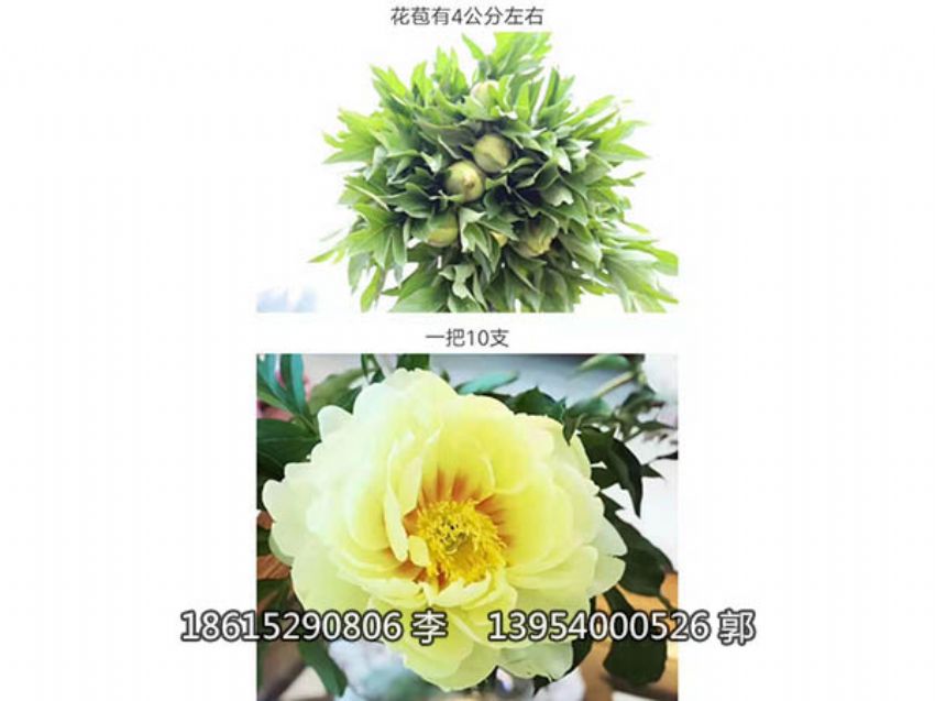點擊查看詳細信息<br>標題：芍藥鮮切花 閱讀次數：946