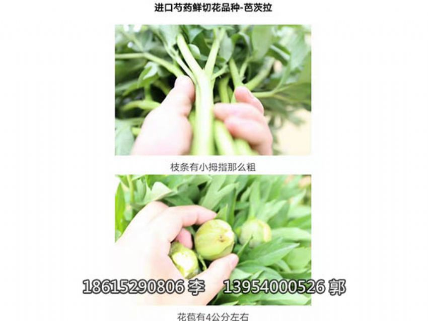 點擊查看詳細信息<br>標題：芍藥鮮切花 閱讀次數：1108