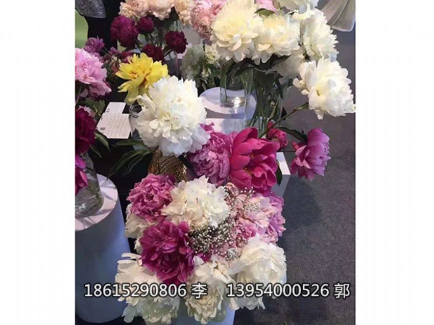 點擊查看詳細信息<br>標題：芍藥鮮切花 閱讀次數：1323