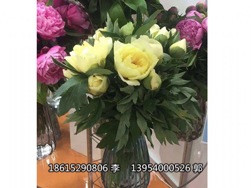 點擊查看詳細信息<br>標題：芍藥鮮切花 閱讀次數：1274