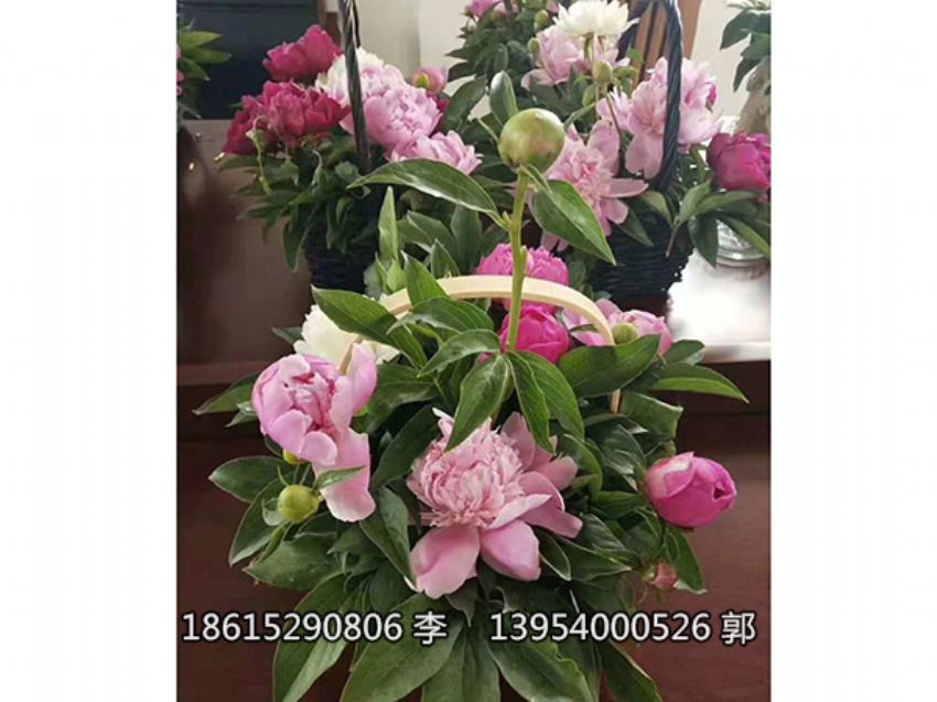 點擊查看詳細信息<br>標題：芍藥鮮切花 閱讀次數：1319