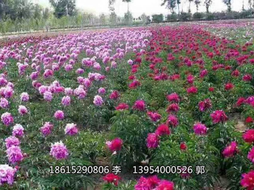 點擊查看詳細信息<br>標題：芍藥鮮切花 閱讀次數：1417