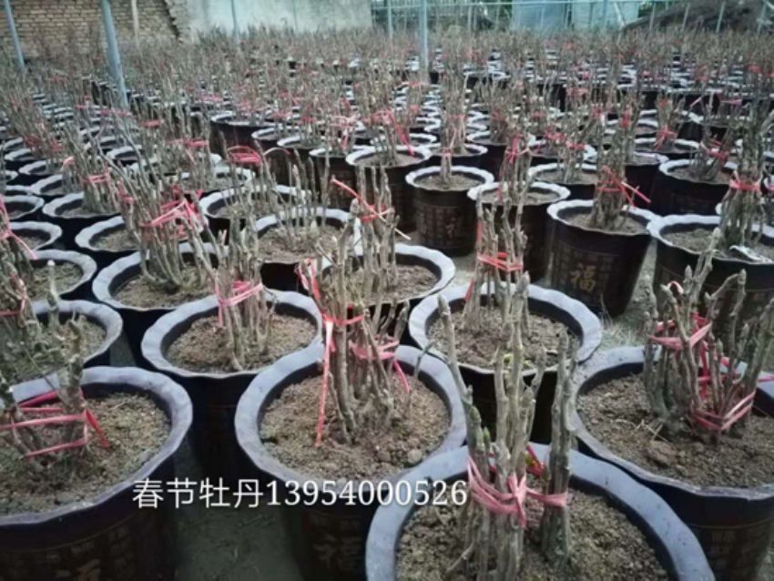 點擊查看詳細信息<br>標題：盆栽牡丹  春節鮮花 閱讀次數：1374