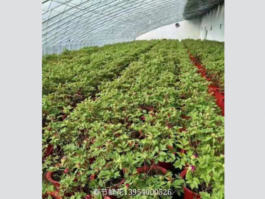 點擊查看詳細信息<br>標題：盆栽牡丹  春節鮮花 閱讀次數：1382