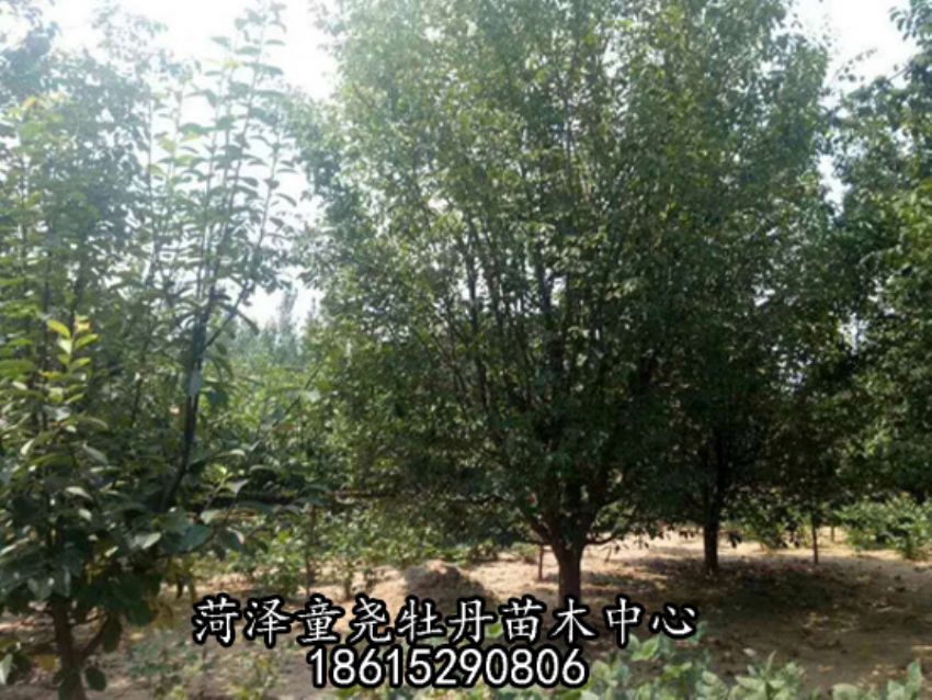 點(diǎn)擊查看詳細(xì)信息<br>標(biāo)題：木瓜樹 閱讀次數(shù)：1942