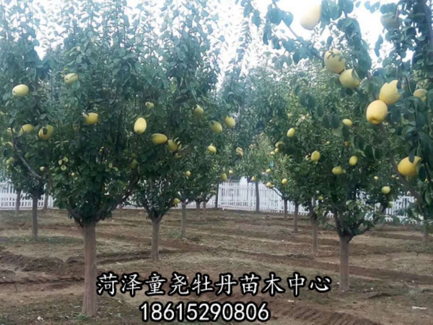 點擊查看詳細信息<br>標題：木瓜樹 閱讀次數：2870