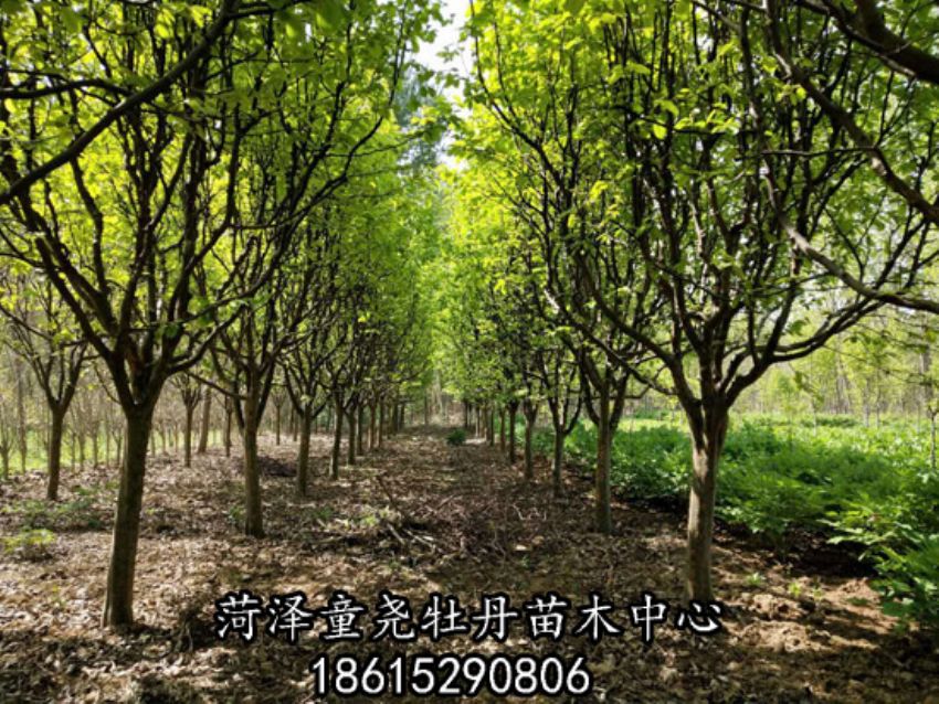 點擊查看詳細信息<br>標題：木瓜樹 閱讀次數：2441