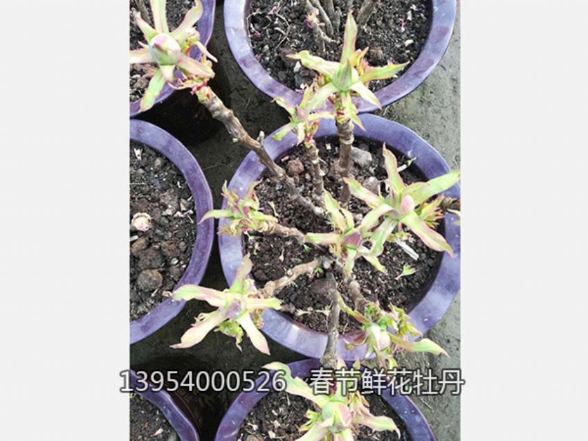 點擊查看詳細信息<br>標題：盆栽催花牡丹 閱讀次數：1247