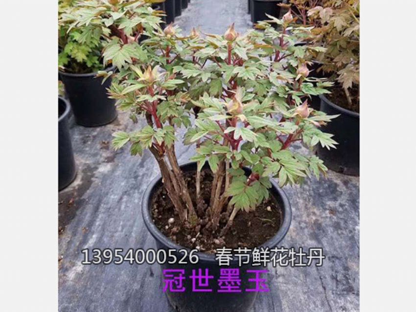 點擊查看詳細信息<br>標題：盆栽催花牡丹 閱讀次數：1313