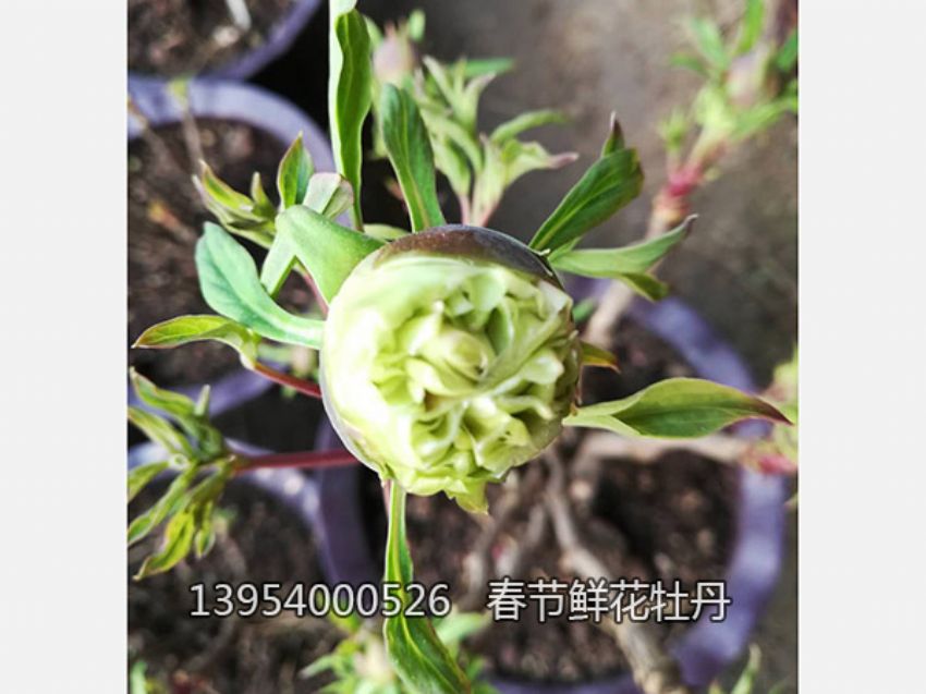 點擊查看詳細信息<br>標題：盆栽催花牡丹 閱讀次數：2151