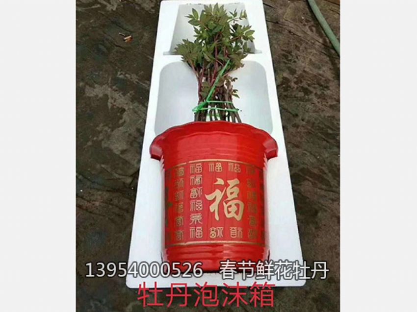 點擊查看詳細信息<br>標題：盆栽催花牡丹 閱讀次數：1276