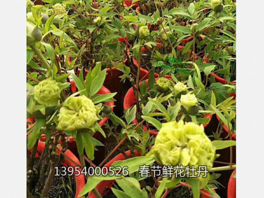 點擊查看詳細信息<br>標題：盆栽催花牡丹 閱讀次數：1306