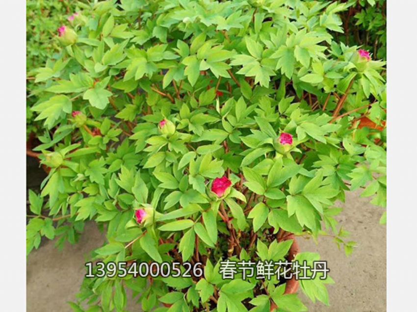 點擊查看詳細信息<br>標題：盆栽催花牡丹 閱讀次數：1267