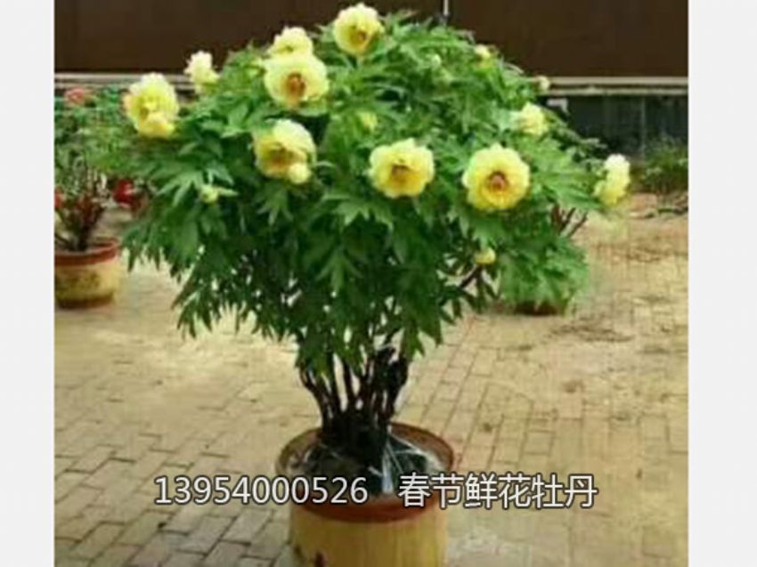 點擊查看詳細信息<br>標題：盆栽催花牡丹 閱讀次數：1279