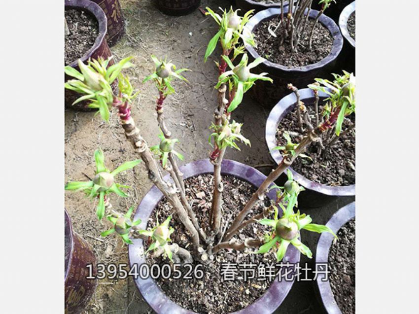 點擊查看詳細信息<br>標題：盆栽催花牡丹 閱讀次數：1200