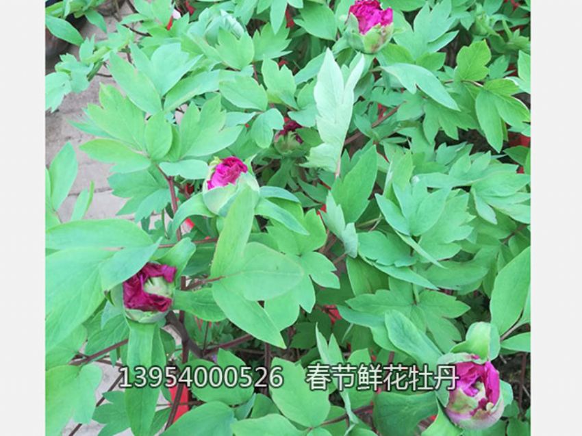 點擊查看詳細信息<br>標題：盆栽催花牡丹 閱讀次數：1276
