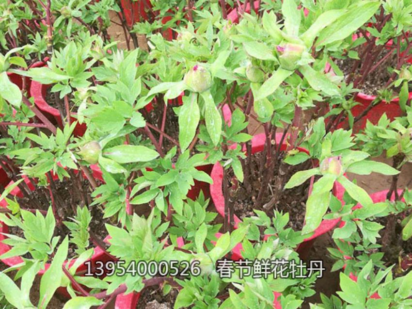 點擊查看詳細信息<br>標題：盆栽催花牡丹 閱讀次數：1210