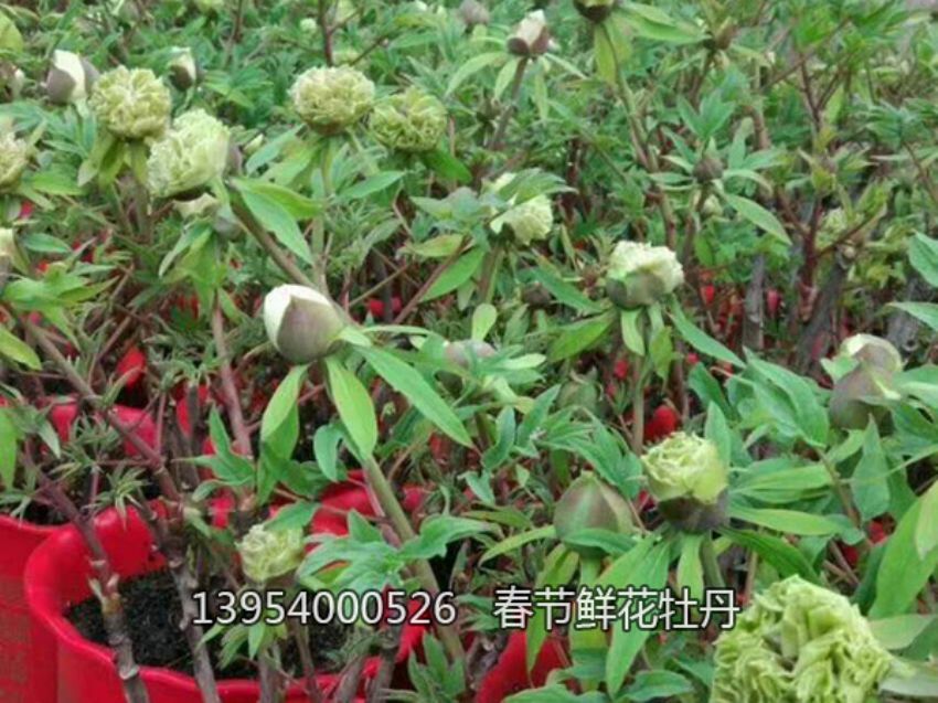 點擊查看詳細信息<br>標題：盆栽催花牡丹 閱讀次數：1296