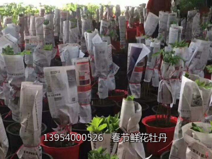 點擊查看詳細信息<br>標題：盆栽催花牡丹 閱讀次數：1129
